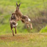 Boxing_Hares_5DG5336--scaled