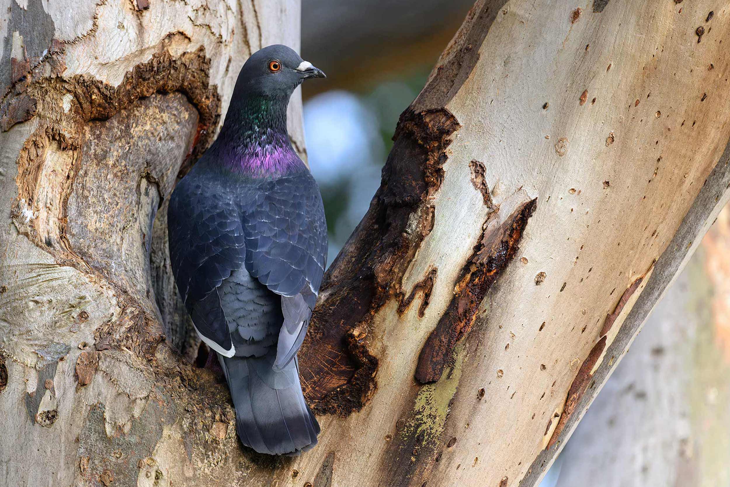 Feral Pigeon sitting in the fork of a Gum Tree
