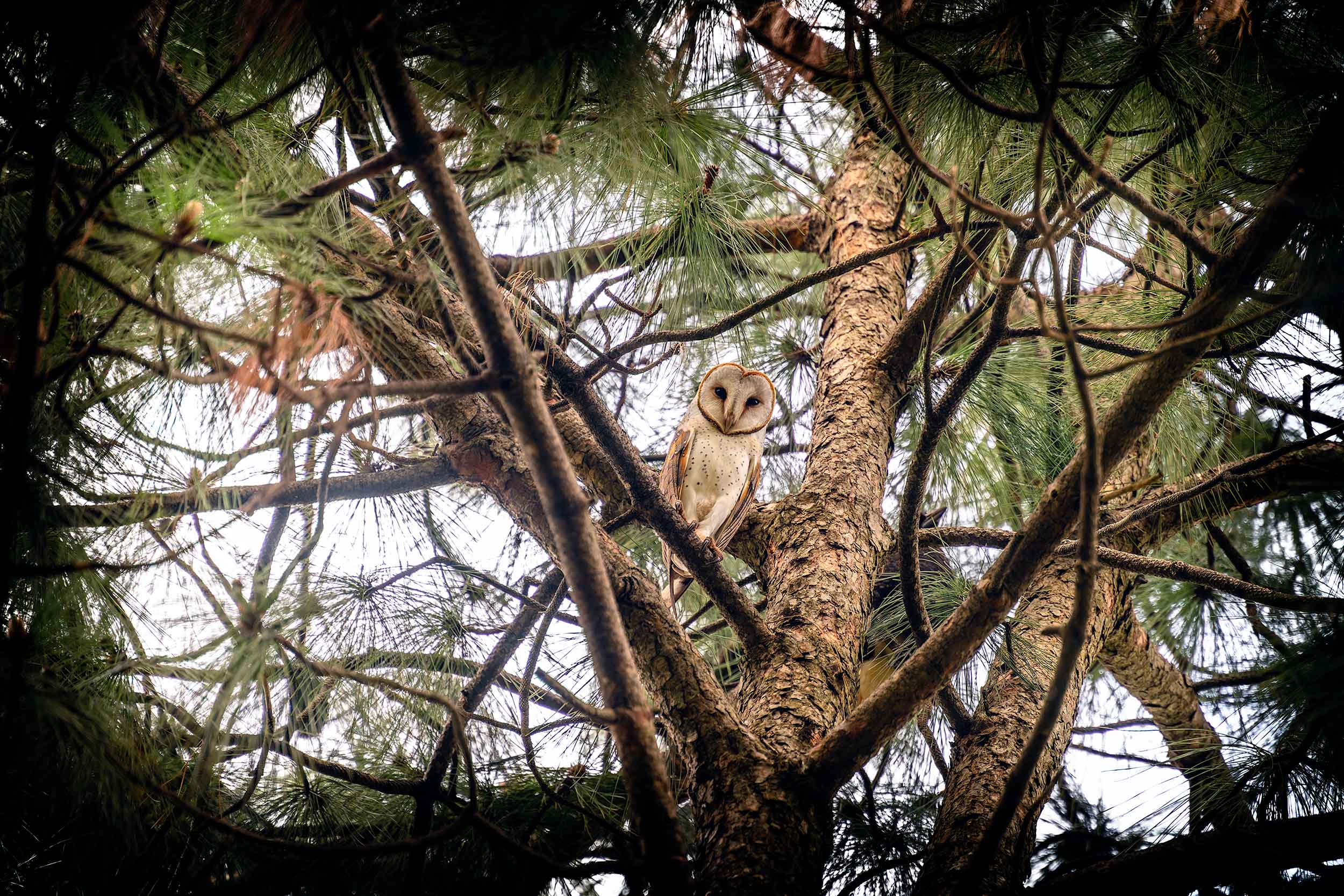 Eastern Barn Owl sitting in a Sheoak tree in deepest South Australia