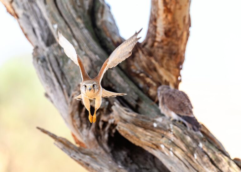 Nankeen Kestrel with Young