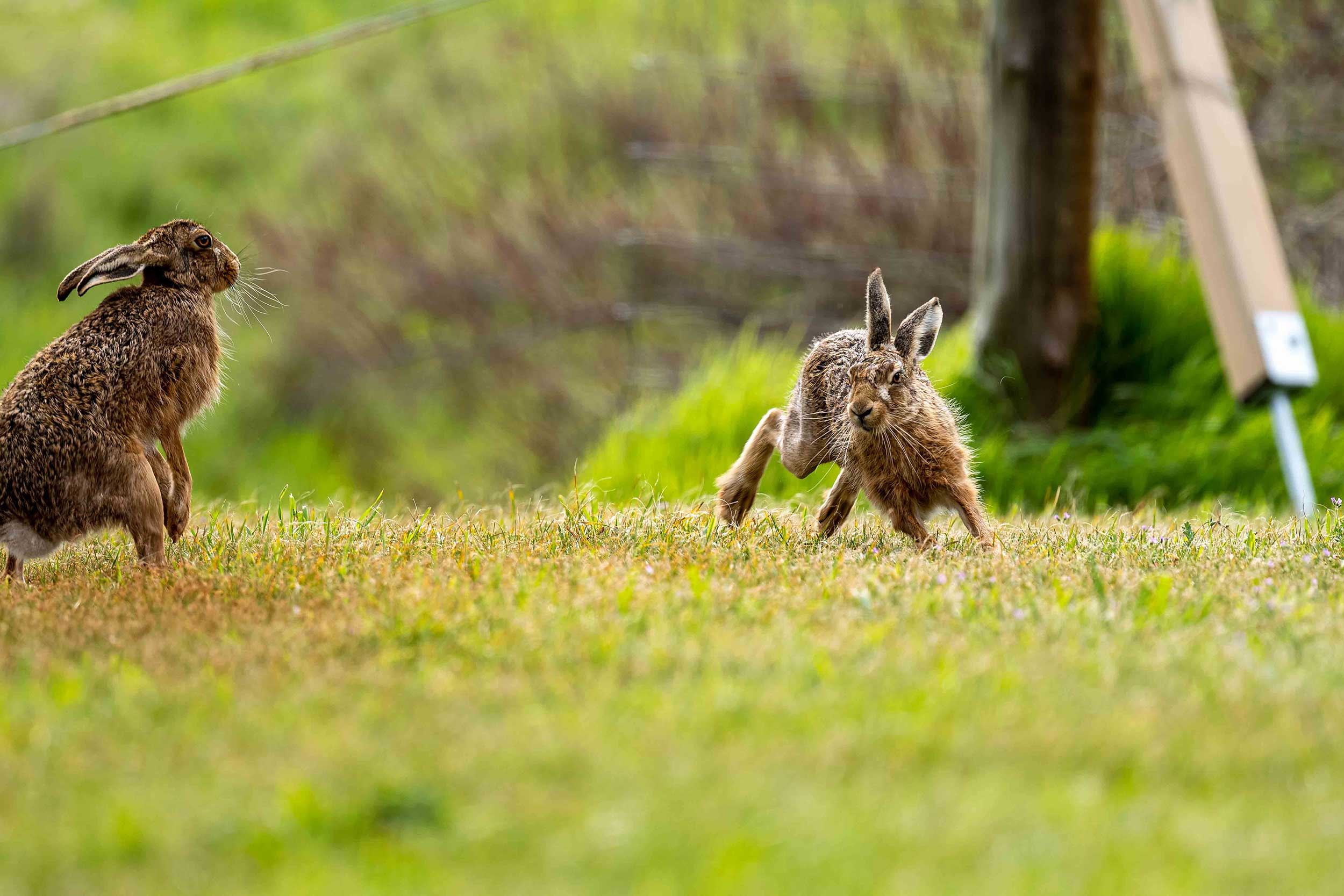 A wildlife photographers dream. A sequence of Boxing Hares.