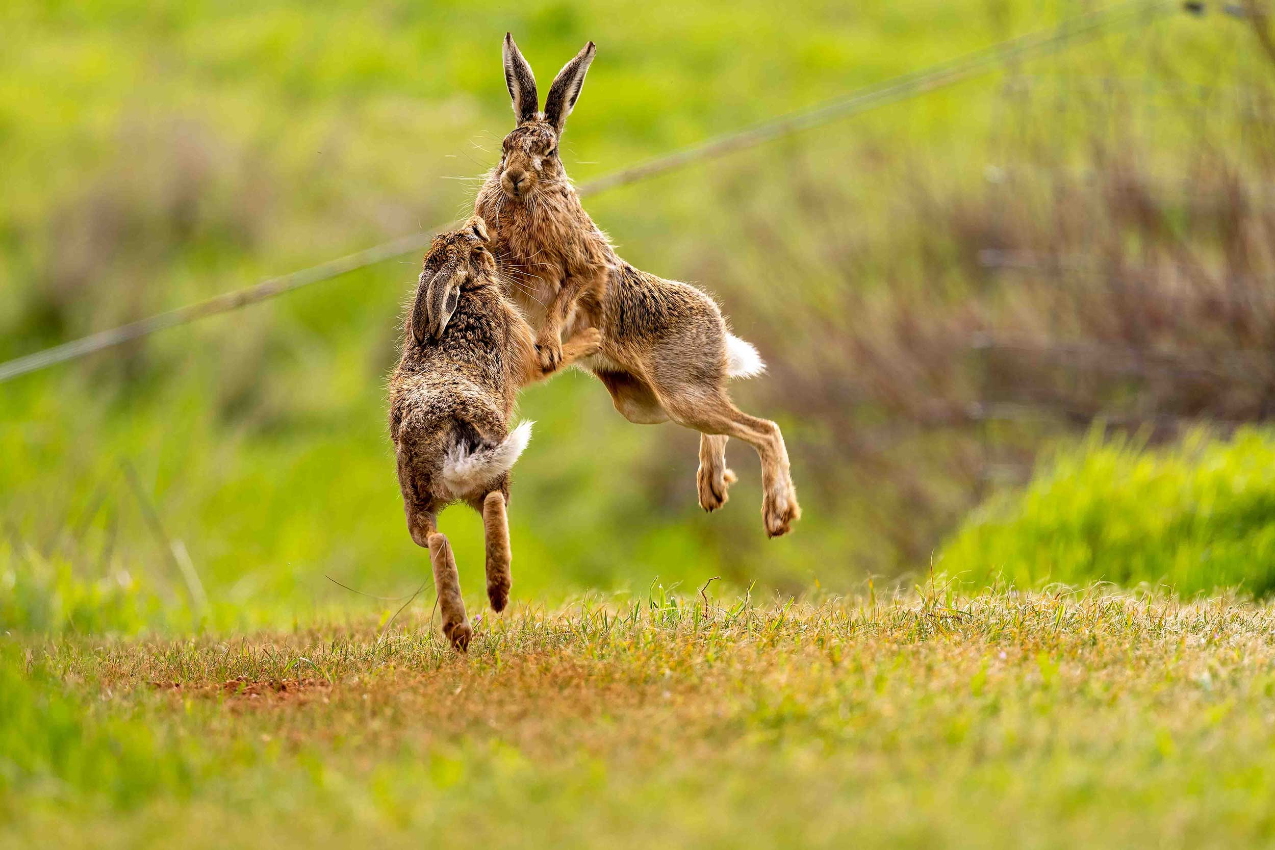 A wildlife photographers dream. A sequence of Boxing Hares.