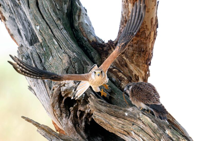 Nankeen Kestrel feeding young with snake