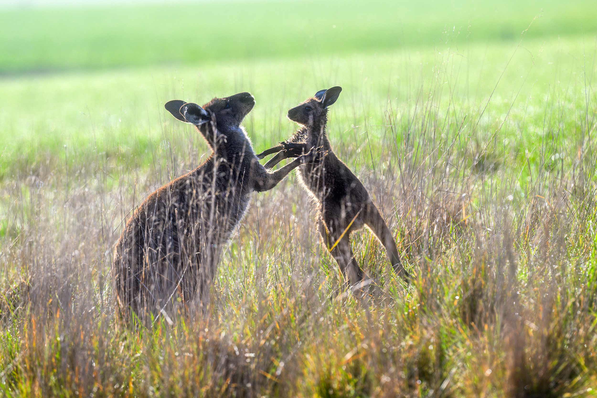 A mother and her young Joey sharing a loving tender moment together