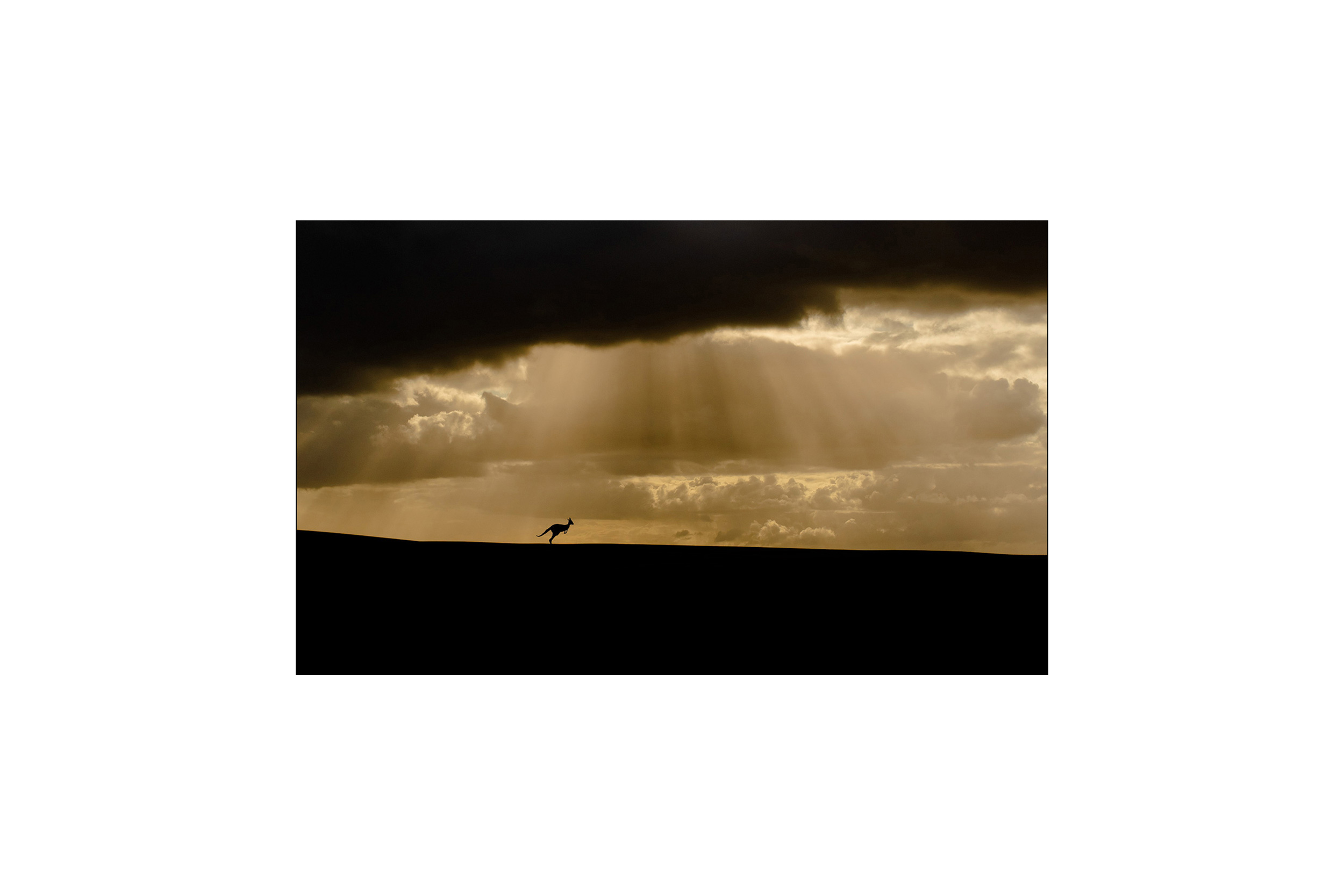 Goodbye Rooby Tuesday. Silhoutte of Kangaroo running through a break in the storm