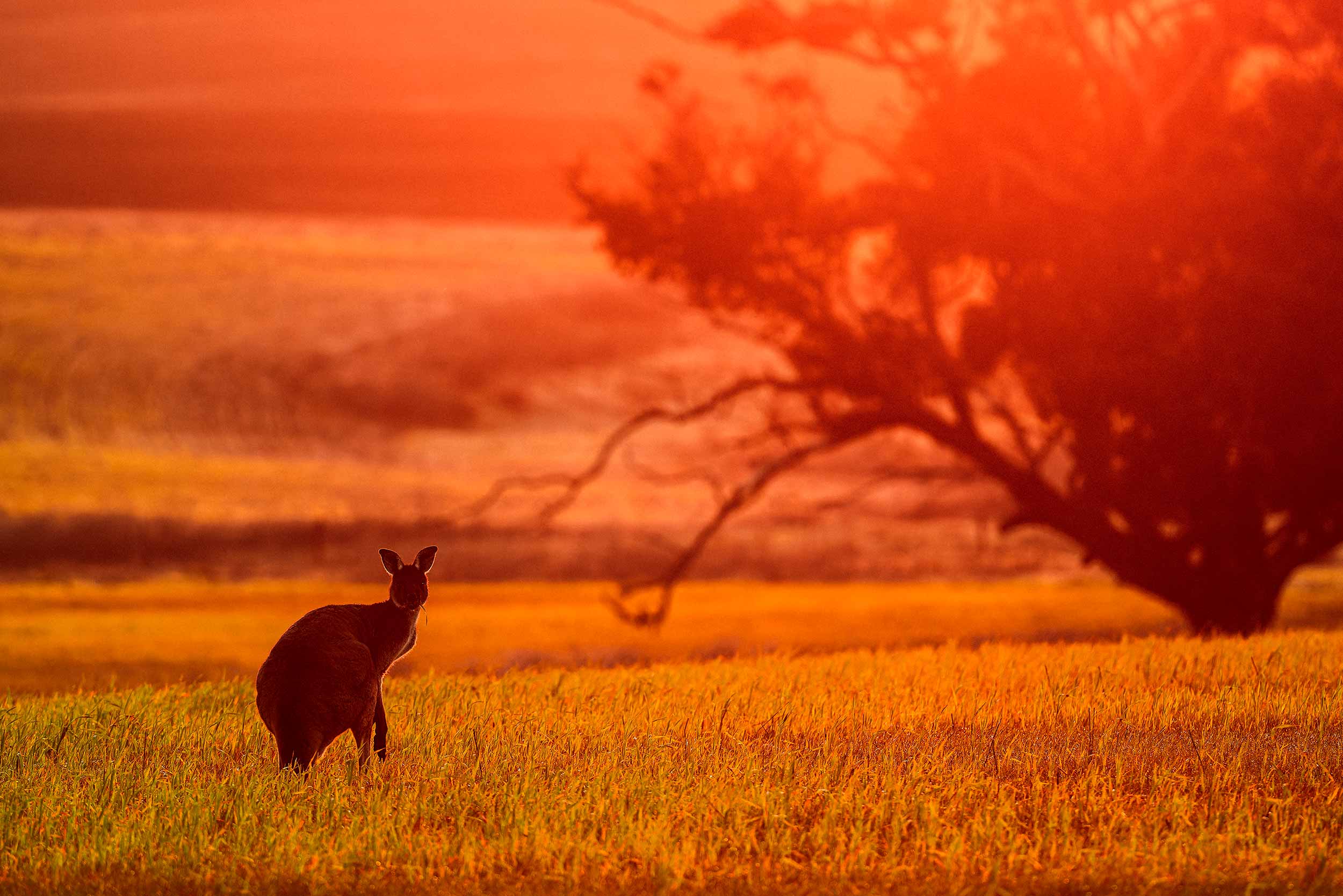A lone Kangaroo eating a blade of grass during a wonderful deep red sunset with a gum tree in the background
