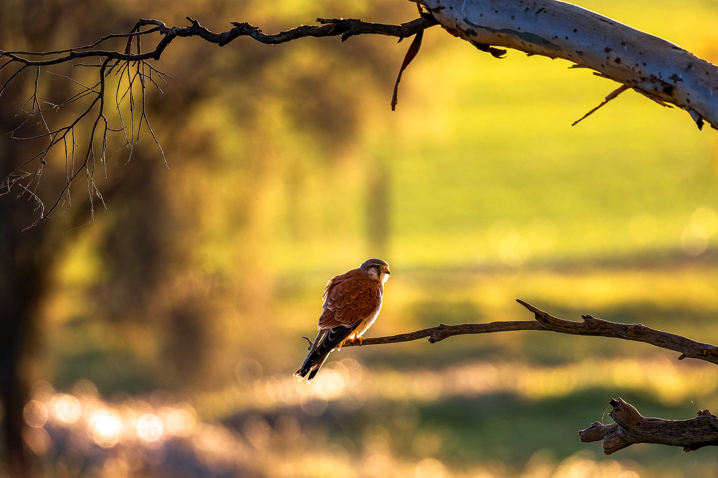 Nankeen Kestrel sitting in a gum tree at sunset. The light was beautiful